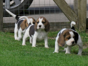 Goldiouse Cachorros Beagles