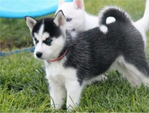 Cachorros de husky siberiano bien entrenados