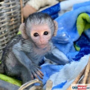 Mono capuchino inteligente en adopción Whatsapp 613 91 05 78