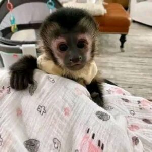 Mono capuchino sano en adopción Whatsapp 613 91 05 78