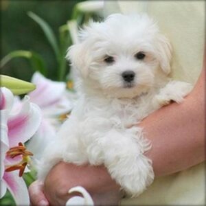 cachorros maltés blancos miniatura.