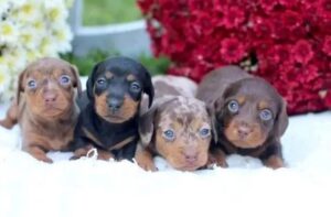 Cachorros dachshund disponibles