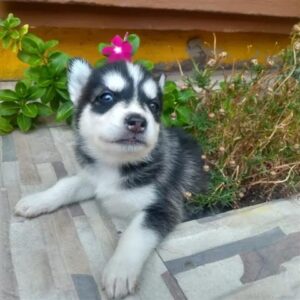 Este cachorro de husky siberiano tiene 12 semanas