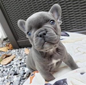 Cachorros de bulldog francés de 3 meses disponibles en busca de nuevos hogares registrados akc