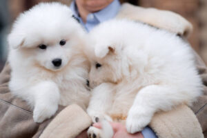 hermosos cachorros de samoyedo,