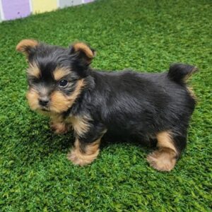Whatsapp: +34631003089) Preciosos cachorros yorkshire disponibles para adopción
