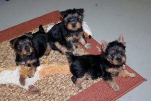 Whatsapp: +34631003089) cachorros yorkies disponibles para adopción