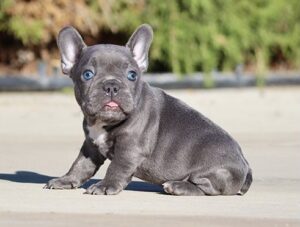 Whatsapp: +34631003089) 2 fantásticas cachorros de bulldog francés azul