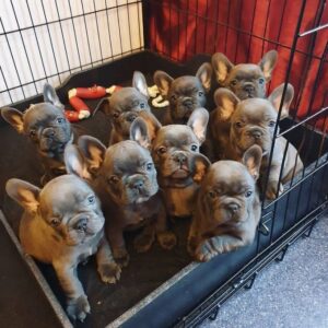 Whatsapp: +34631003089) Preciosos cachorros bulldog frances en adopcion gratis