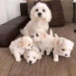 Regalo Bichon maltesa cachorros libres formados en casa listo para reubicación - Callosa de Ensarriá