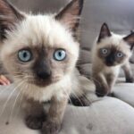 Linda Siamese gatitos en regalar para regalo - Agüimes