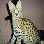 Gatitos sabana, serval y caracal disponibles - Adsubia
