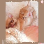 Chihuahua macho toy - Castellón de la Plana