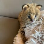 Savannah gatos Serval y Caracal 4 semanas - Carabaña