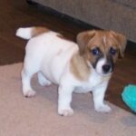 Regalo Cachorros Parson Jack Russell Terrier……+34632458319 - Alcalalí