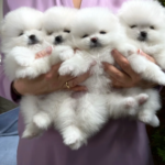 Hermosos cachorros Teacup Pomeranian disponibles. - Valencia