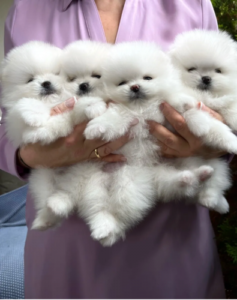 Hermosos cachorros Teacup Pomeranian disponibles.